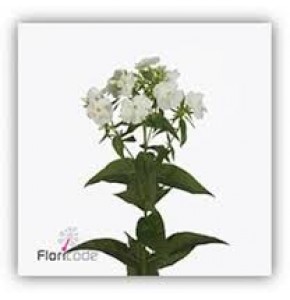 ΦΛΟΞ  ΛΕΥΚΟ ........ PHLOX  WHITECAP